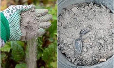 Mùa xuân rắc thứ này ra vườn, cây cối xanh tươi, sâu bệnh biến mất