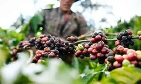 Kêu gọi doanh nghiệp chia sẻ khó khăn với nông dân trước biến động toàn cầu