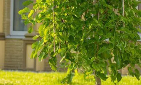 3 loại cây “hao tài tán lộc”, không nên trồng trong sân nhà