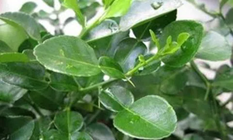 Người Việt có 1 loại lá chống rụng tóc, kích thích mọc tóc con hiệu quả, "đánh bại" nhiều bệnh tật thế nhưng đang bị bỏ phí