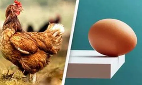 Ai thắc mắc “con gà hay quả trứng có trước?” giờ đã có bằng chứng KHOA HỌC, nhưng sao đọc vẫn thấy "mông lung" quá!