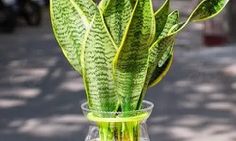 4 cây được mệnh danh là “vua sống sót”, nắng mưa thất thường vẫn chẳng hề hấn, trồng là xanh tốt quanh năm