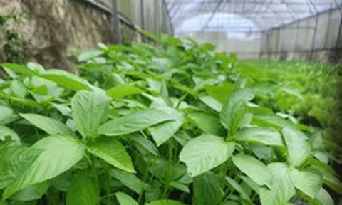 Việt Nam có loại rau người Nhật ví là "nhân sâm xanh": Giảm mỡ máu, bổ tim nhưng nhiều người chê không ăn