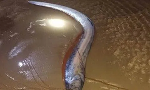 Hiện tượng hiếm: 4 con cá mái chèo dạt vào bờ biển tỉnh Lâm Đồng trong vài ngày