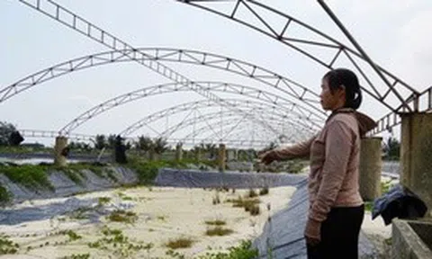 Chưa kịp “đổi đời” đã ôm khoản nợ tiền tỷ vì nuôi tôm