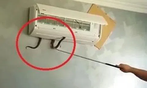 4 nơi rắn dễ bò vào nhất trong nhà, nhiều người không để ý