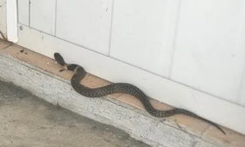 Rắn bò vào dù nhà sạch bong kin kít: 6 nguyên nhân không phải ai cũng biết