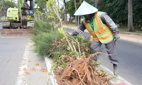 Lý do nhổ hàng ngàn cây huỳnh liên trên cung đường đẹp bậc nhất vào Vũng Tàu