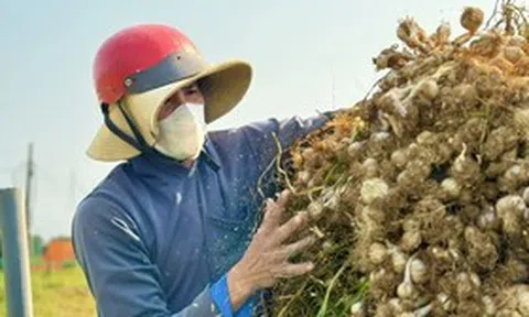 Chạy đua thu hoạch tỏi trên đảo Lý Sơn, nông dân thu tiền triệu mỗi ngày