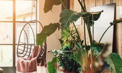 5 loại cây cảnh không nên mua kẻo phí tiền, phí sức