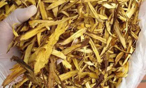 1 loại cây quý phơi khô là "khắc tinh của ung thư", hạ đường huyết hiệu quả: Rất sẵn ở Việt Nam