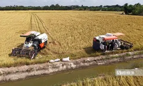 Nỗi lo “trúng mùa, hụt lãi” của nông dân vụ Đông Xuân