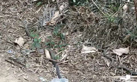 Anh nông dân SN 1990 hốt hoảng bắt gặp 'vị khách' chứa chất kịch độc trong vườn: Công an lập tức xuất hiện gây ngỡ ngàng