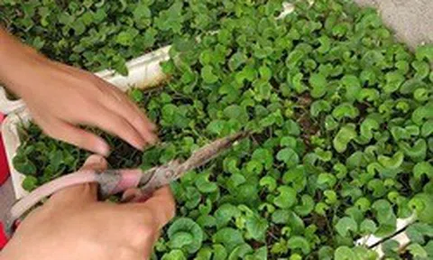 3 loại rau nên trồng trong vườn nhà, có 1 cây cũng tốt đủ đường