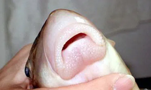 Thứ đặc sản "ngũ quý hà thủy" xưa dùng để tiến vua nay ví như một vị thuốc, đi chợ thấy đừng bỏ qua