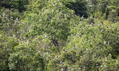 Phát hiện loài vật quý hiếm tưởng như sắp tuyệt chủng bỗng xuất hiện hàng trăm con: Nhiều người Việt vui mừng