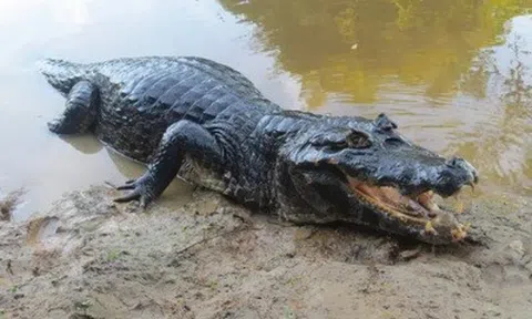 Tây Ninh phát hiện cá sấu dài 1,5m, nặng gần 25kg dưới kênh