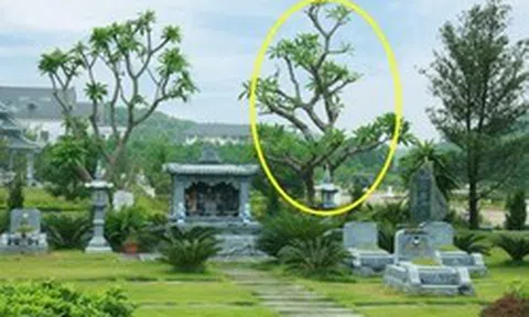 6 loại cây thường được trồng bên mộ vừa đẹp vừa giúp tụ khí, con cháu đời sau dễ công thành danh toại