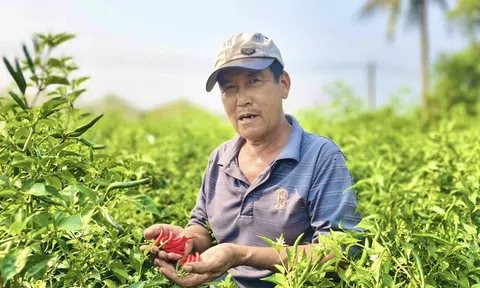 Được mùa mất giá, người trồng ớt Quảng Ngãi “ngồi trên lửa”