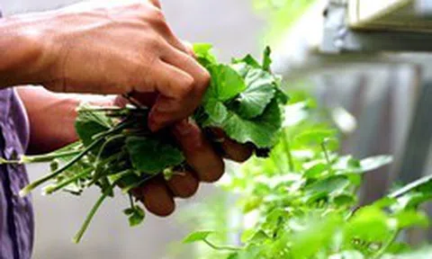 6 loại rau "dễ tính" nhất, nên trồng ngay