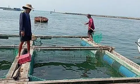 Cá bớp nuôi ở Lý Sơn chết hàng loạt: Đã tìm ra "thủ phạm"