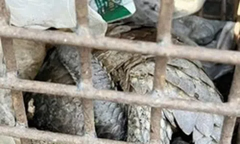 Phát hiện 2 cá thể động vật quý hiếm, có nguy cơ tuyệt chủng nằm trên lề đường ở Quảng Trị