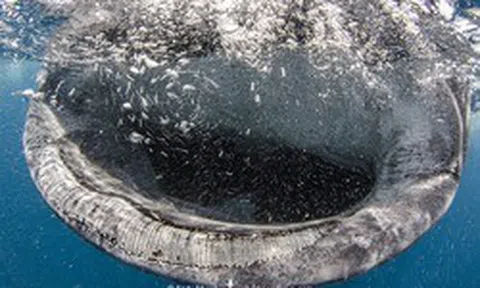 "Khủng long sống" khổng lồ bất ngờ nổi lên giữa biển, khoảnh khắc hiếm khiến ai thấy cũng nói may mắn