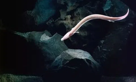 Sinh vật kỳ bí mang hình dáng loài rồng: Chúng có thể bất động trong 7 năm, nhịn ăn 10 năm và thậm chí sống đến hơn một thế kỷ