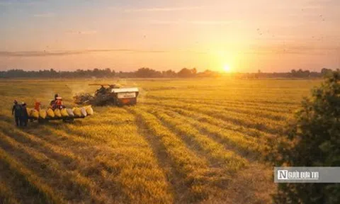 Chiêm ngưỡng sắc vàng trải dài bất tận tại Đồng Tháp Mười