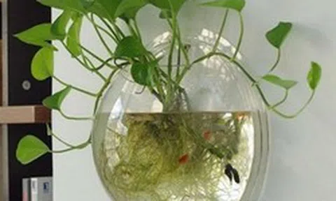 Lời khuyên đến những gia đình đang trồng trầu bà