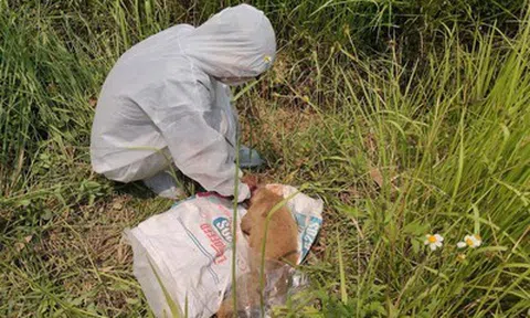 Quảng Ngãi khẩn trương khoanh vùng, kiểm soát nguy cơ dịch dại sau vụ chó tấn công nhiều người