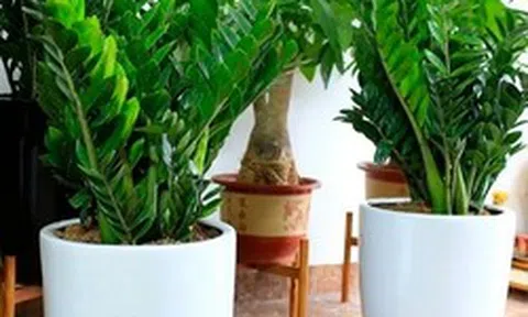 Lời khuyên đến những gia đình đang trồng kim tiền