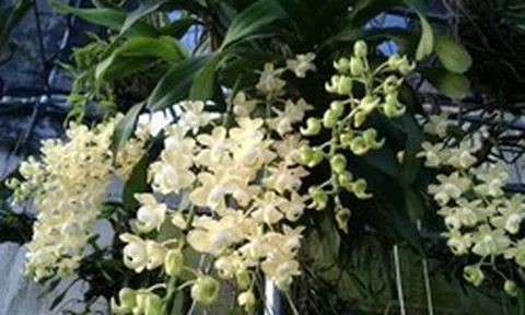 Cảnh báo đặc biệt tới những nhà đang trồng lan