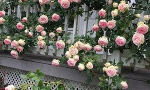 Lời khuyên đến những gia đình đang trồng hoa hồng