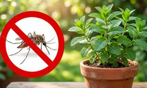 Muỗi và côn trùng rất “sợ” những loại cây này: nên trồng ngay khi bắt đầu mùa hè