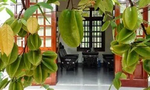 Lời khuyên đến những gia đình đang trồng cây khế