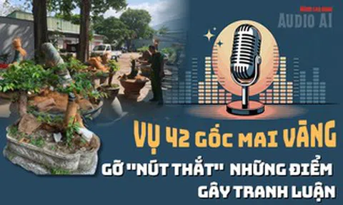 Audio AI: Gỡ nút thắt những điểm gây tranh luận vụ 42 gốc mai vàng “không giấy tờ” ở Côn Đảo