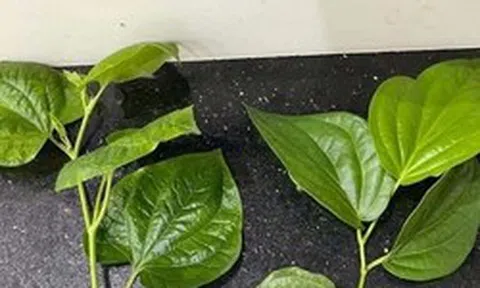 Loại lá gây "lú diện rộng", 10 người thì 9 người chọn sai, cả cõi mạng thi nhau phân biệt