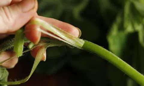 Loại rau bổ dưỡng chẳng kém "nhân sâm", ở quê mọc um tùm