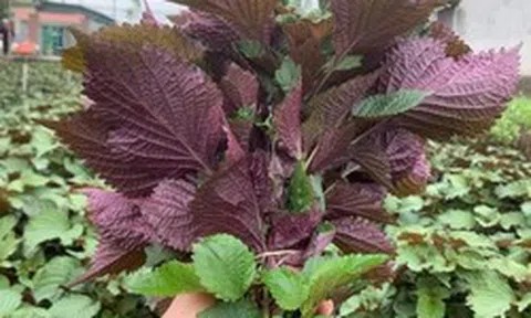 Lời khuyên đến những gia đình đang trồng cây tía tô