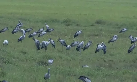 Loài chim quý trong Sách Đỏ bất ngờ tụ đàn hàng trăm con ở Hà Tĩnh