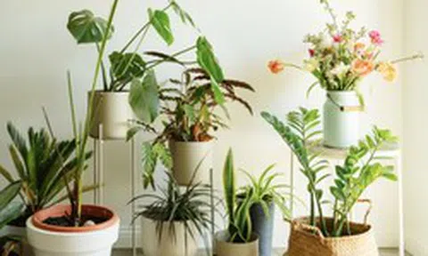 3 loại cây rất hợp với gia chủ trên 50 tuổi