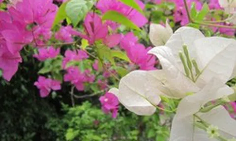 Lời khuyên chân thành đến những gia đình đang trồng cây hoa giấy