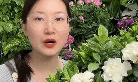 Mua bạch thiên hương về trồng cứ rụng nụ, héo lá: Cẩm nang chăm cây "đỉnh cao" cho người mới, áp dụng là hoa nở thơm ngát cả ban công