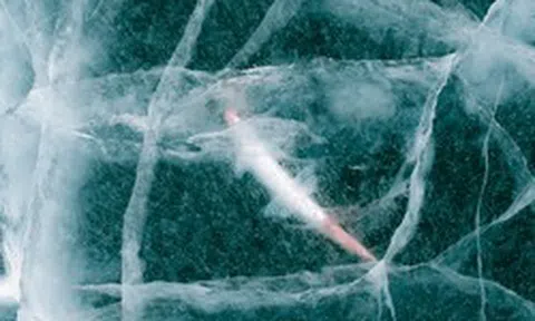Tin vui bất ngờ: Các nhà khoa học hồi sinh thành công sinh vật 24.000 năm tuổi từ băng vĩnh cửu