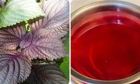 Những ai không nên uống nước lá tía tô?