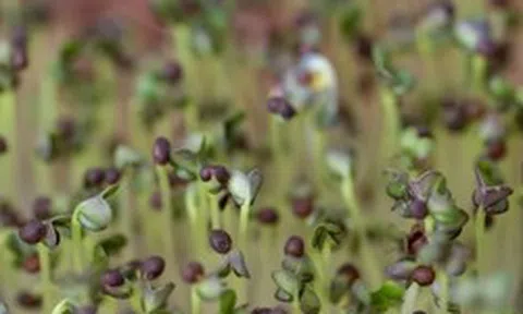 5 loại rau “đại bổ”, nên trồng ngay trong nhà: Chỉ 7 ngày là được thu hoạch