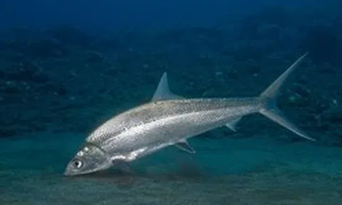 Bí ẩn "quái ngư" sông Đà: Nằm im lìm trong các hốc đá mà vẫn được xem là "kẻ thống trị" trên sông