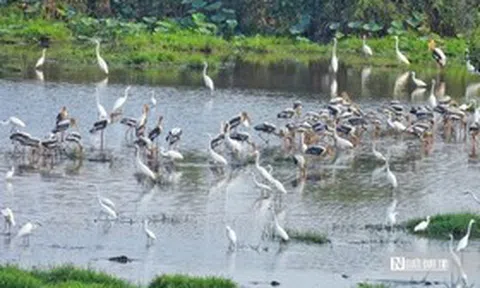 Tràm Chim "hồi sinh", hàng nghìn cánh chim trở lại