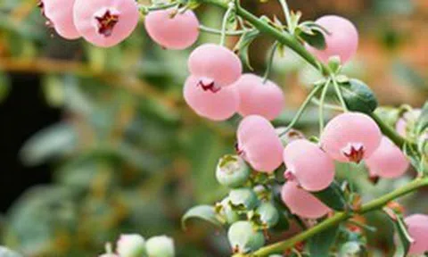 Loại quả màu hồng đẹp mắt đang gây "sốt mạng": Liệu có giàu dinh dưỡng hơn việt quất xanh?